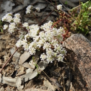 Poranthera microphylla at Farrer, ACT - 23 Oct 2021 10:52 AM