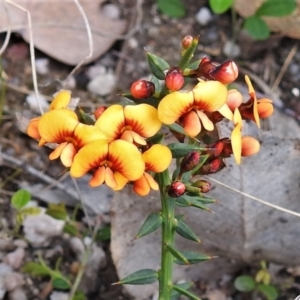Daviesia ulicifolia at Tennent, ACT - 23 Oct 2021