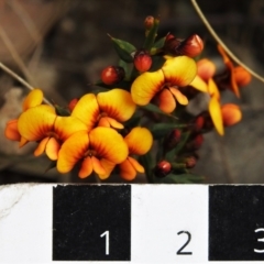 Daviesia ulicifolia at Tennent, ACT - 23 Oct 2021