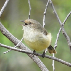 Acanthiza reguloides (Buff-rumped Thornbill) at Farrer, ACT - 23 Oct 2021 by MatthewFrawley