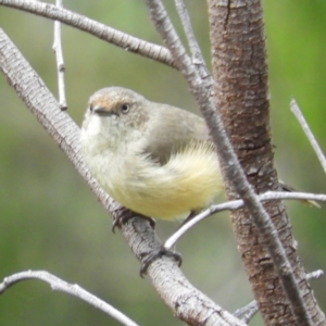 Acanthiza reguloides at Farrer, ACT - 23 Oct 2021