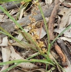 Lomandra multiflora (Many-flowered Matrush) at Farrer Ridge - 23 Oct 2021 by MatthewFrawley