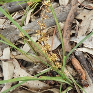 Lomandra multiflora at Wanniassa, ACT - 23 Oct 2021