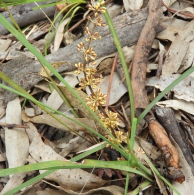 Lomandra multiflora (Many-flowered Matrush) at Wanniassa, ACT - 23 Oct 2021 by MatthewFrawley