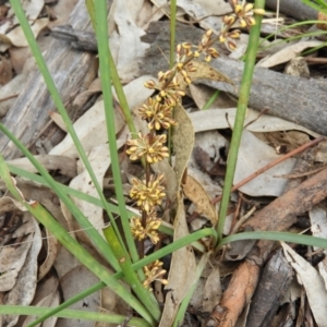 Lomandra multiflora at Wanniassa, ACT - 23 Oct 2021