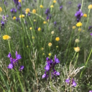 Linaria pelisseriana at Yarralumla, ACT - 23 Oct 2021