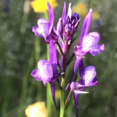 Linaria pelisseriana at Yarralumla, ACT - 23 Oct 2021 05:26 PM