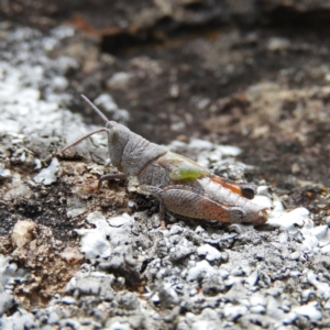 Pardillana limbata at Wanniassa, ACT - 23 Oct 2021