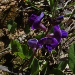 Glycine tabacina (Variable Glycine) at Molonglo Valley, ACT - 8 Nov 2020 by JanetRussell