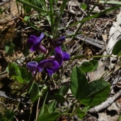 Glycine tabacina at Molonglo Valley, ACT - 8 Nov 2020