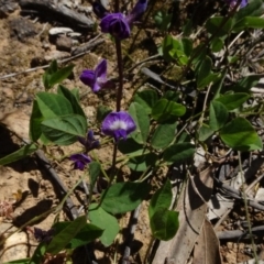 Glycine tabacina at Molonglo Valley, ACT - 8 Nov 2020