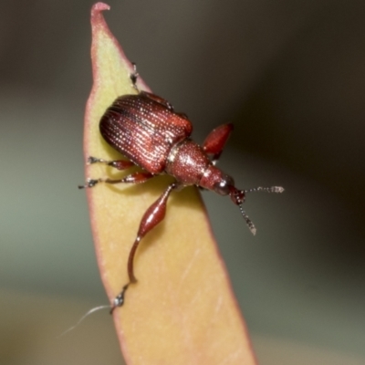 Euops sp. (genus) (A leaf-rolling weevil) at Black Mountain - 20 Oct 2021 by AlisonMilton