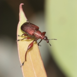 Euops sp. (genus) at Molonglo Valley, ACT - 21 Oct 2021