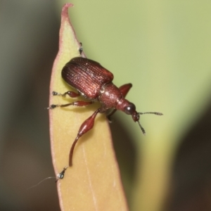 Euops sp. (genus) at Molonglo Valley, ACT - 21 Oct 2021