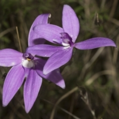 Glossodia major (Wax Lip Orchid) at Molonglo Valley, ACT - 20 Oct 2021 by AlisonMilton