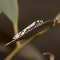 Philobota lysizona (A concealer moth) at Point 5204 - 20 Oct 2021 by AlisonMilton