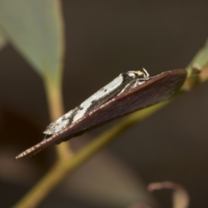 Philobota lysizona at Molonglo Valley, ACT - 21 Oct 2021 10:23 AM