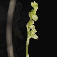 Hymenochilus sp. (A Greenhood Orchid) at Molonglo Valley, ACT - 21 Oct 2021 by AlisonMilton