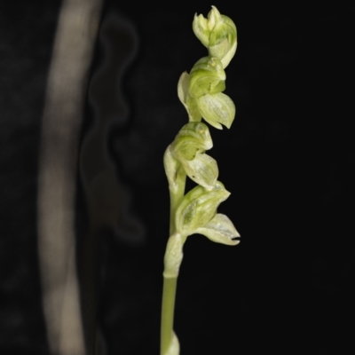 Hymenochilus sp. (A Greenhood Orchid) at Molonglo Valley, ACT - 20 Oct 2021 by AlisonMilton