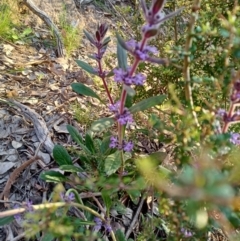 Ajuga australis (Austral Bugle) at Paddys River, ACT - 23 Oct 2021 by PaulDoy