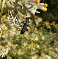Eleale simplex (Clerid beetle) at Murrumbateman, NSW - 22 Oct 2021 by SimoneC