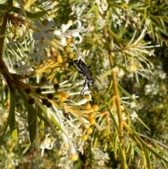 Eleale simplex at Murrumbateman, NSW - 22 Oct 2021 05:09 PM