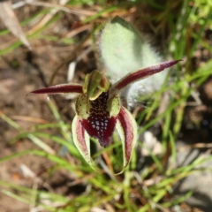 Caladenia actensis (Canberra Spider Orchid) at Hackett, ACT by jbromilow50