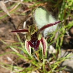 Caladenia actensis (Canberra Spider Orchid) at Hackett, ACT - 16 Sep 2021 by jbromilow50