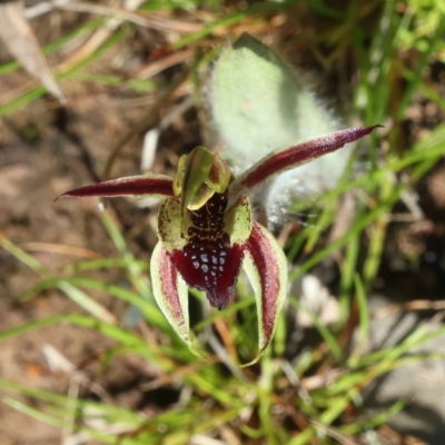 Caladenia actensis (Canberra Spider Orchid) at Mount Majura - 16 Sep 2021 by jb2602