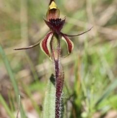 Caladenia actensis at suppressed - 16 Sep 2021