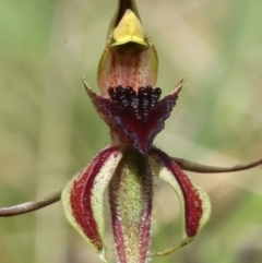 Caladenia actensis at suppressed - suppressed