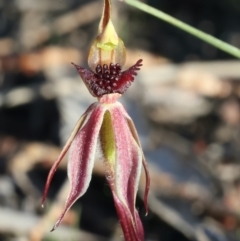 Caladenia actensis (Canberra Spider Orchid) at Mount Majura - 16 Sep 2021 by jb2602