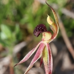 Caladenia actensis at suppressed - suppressed