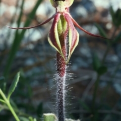 Caladenia actensis (Canberra Spider Orchid) at Hackett, ACT by jbromilow50