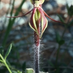 Caladenia actensis (Canberra Spider Orchid) at Mount Majura - 16 Sep 2021 by jb2602