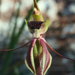 Caladenia actensis at suppressed - 16 Sep 2021