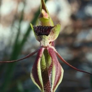 Caladenia actensis at suppressed - 16 Sep 2021