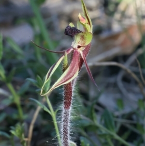 Caladenia actensis at suppressed - 16 Sep 2021