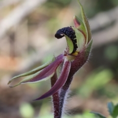 Caladenia actensis at suppressed - suppressed