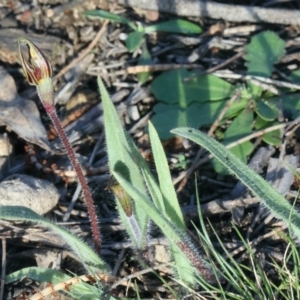 Caladenia actensis at suppressed - suppressed