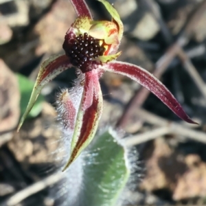 Caladenia actensis at suppressed - suppressed