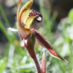 Caladenia actensis at suppressed - suppressed