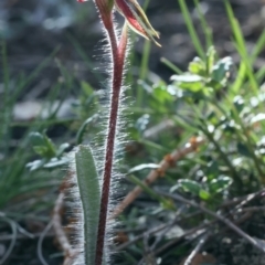 Caladenia actensis at suppressed - suppressed