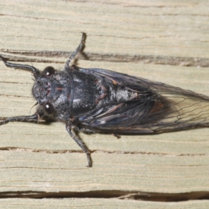 Atrapsalta furcilla at O'Connor, ACT - 22 Oct 2021 05:15 PM