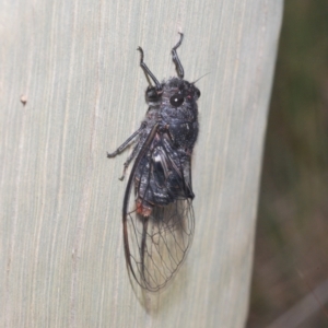 Atrapsalta furcilla at O'Connor, ACT - 22 Oct 2021 05:15 PM