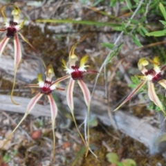 Caladenia parva (Brown-clubbed Spider Orchid) at Paddys River, ACT - 22 Oct 2021 by Harrisi