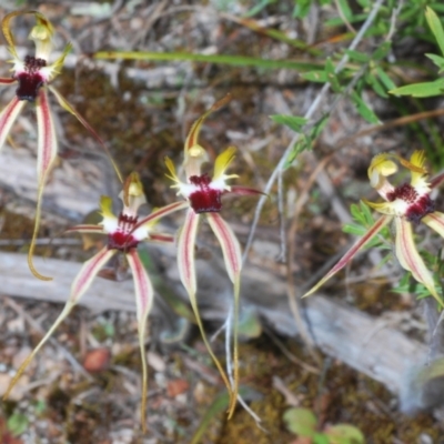Caladenia parva (Brown-clubbed Spider Orchid) at Paddys River, ACT - 22 Oct 2021 by Harrisi