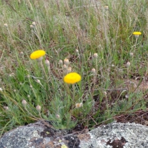 Leptorhynchos squamatus at Molonglo Valley, ACT - 20 Oct 2021