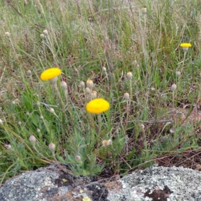 Leptorhynchos squamatus (Scaly Buttons) at Molonglo Valley, ACT - 20 Oct 2021 by sangio7