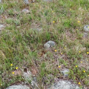 Leptorhynchos squamatus at Molonglo Valley, ACT - 20 Oct 2021